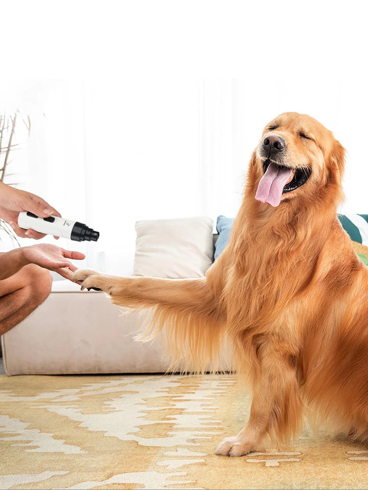 dog getting a Electric dog nail grinder