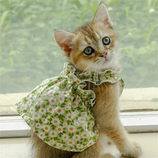 Cat wearing a green floral dress sitting by a window