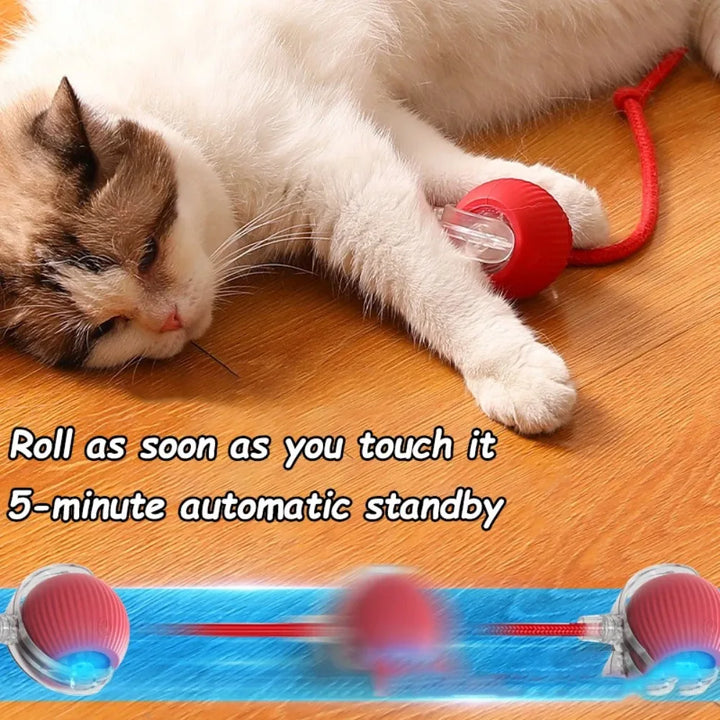 Cat playing with a Cat ball toy automatic 