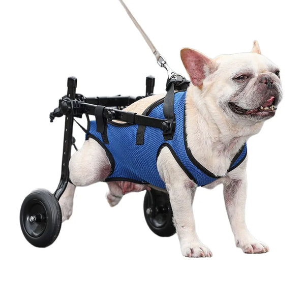 Dog in a blue wheelchair on a white background