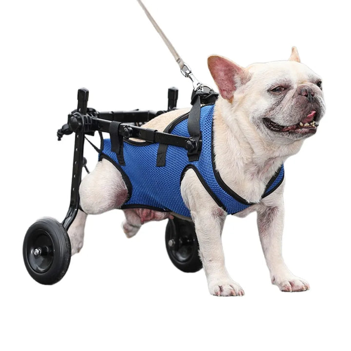 Dog in a blue wheelchair on a white background