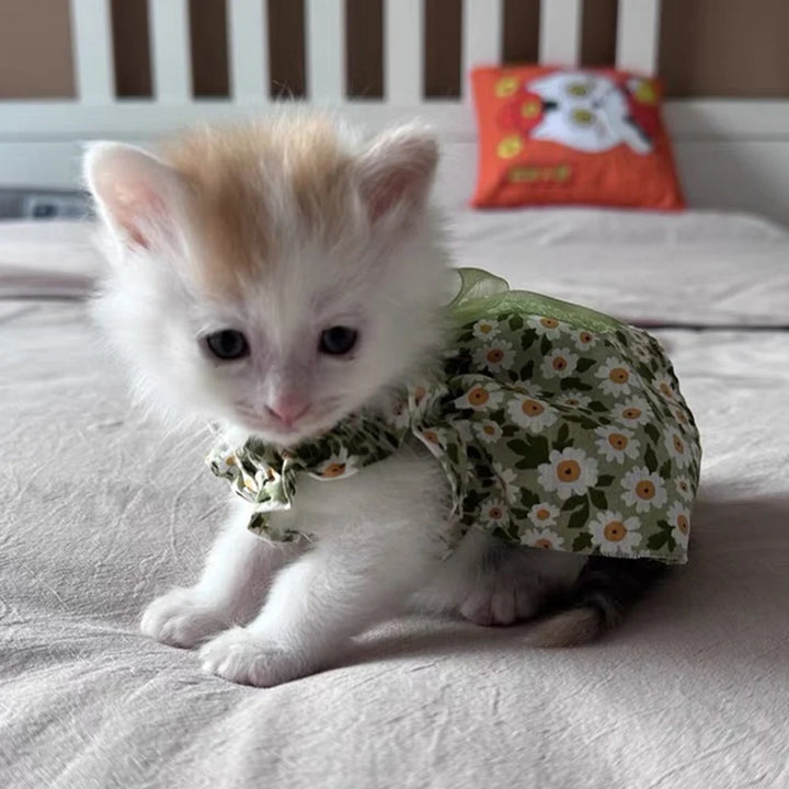 Kitten wearing a floral dress sitting on a bed