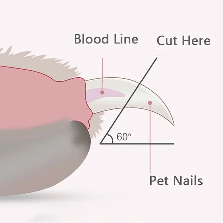 Diagram showing the correct angle for cutting a pet's nails with labels for blood line, cut here, and pet nails.