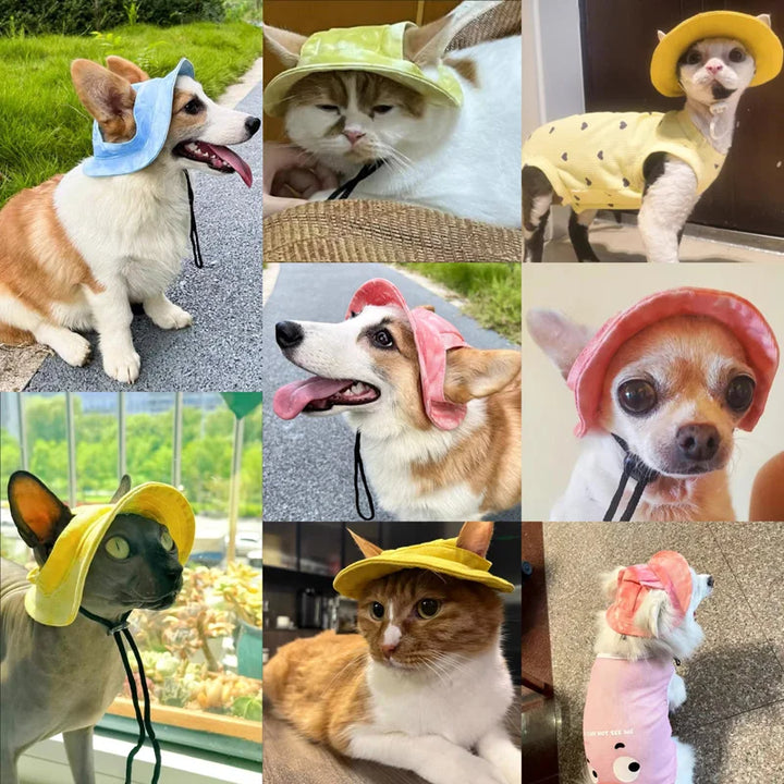 Pictures of various dogs and cats wearing colorful pet hats in different settings.