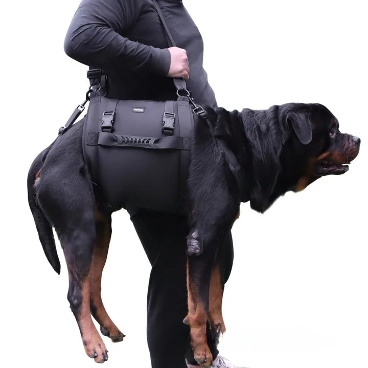 Person holding a large black dog with  a dog lifting harness