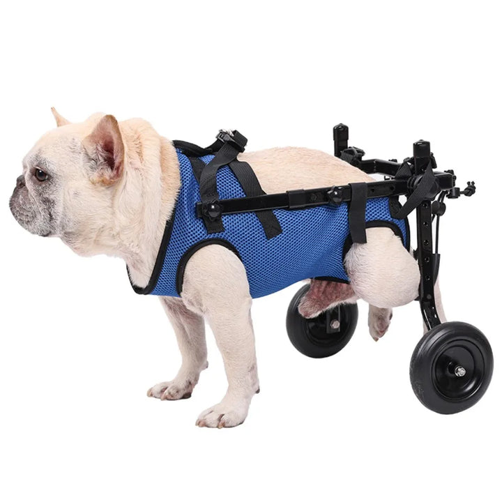 Dog in a blue harness wheelchair on a white background