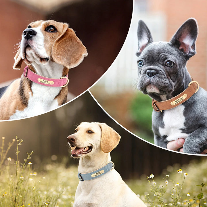 Three dogs wearing collars with visible names in different settings.