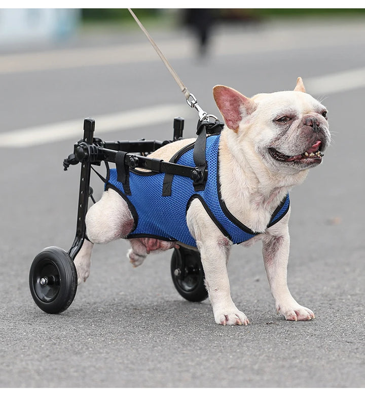 Dog in a blue wheelchair on a street