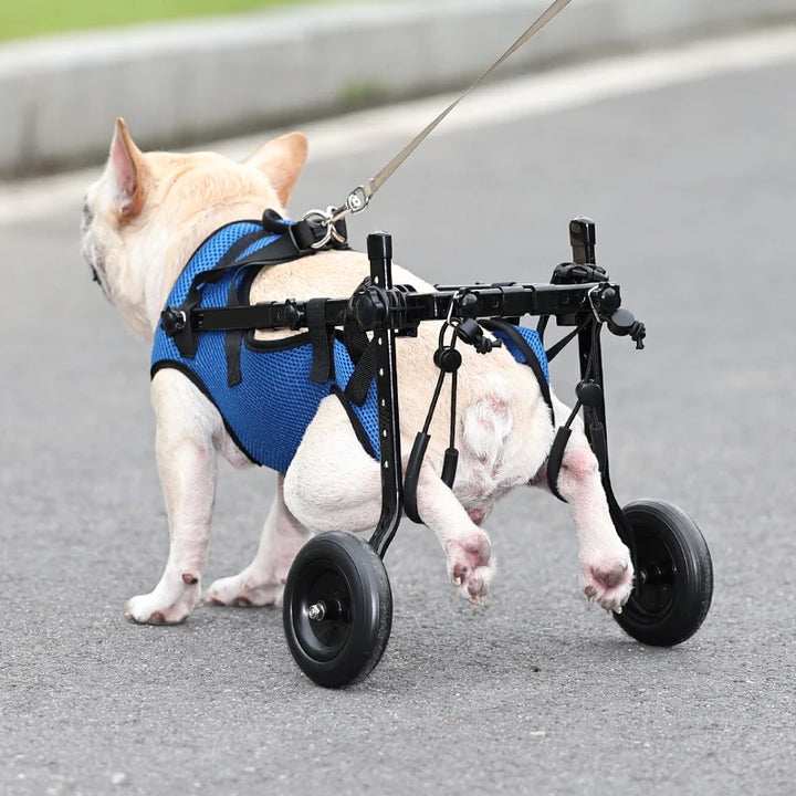 Dog in a blue harness and wheelchair on a road