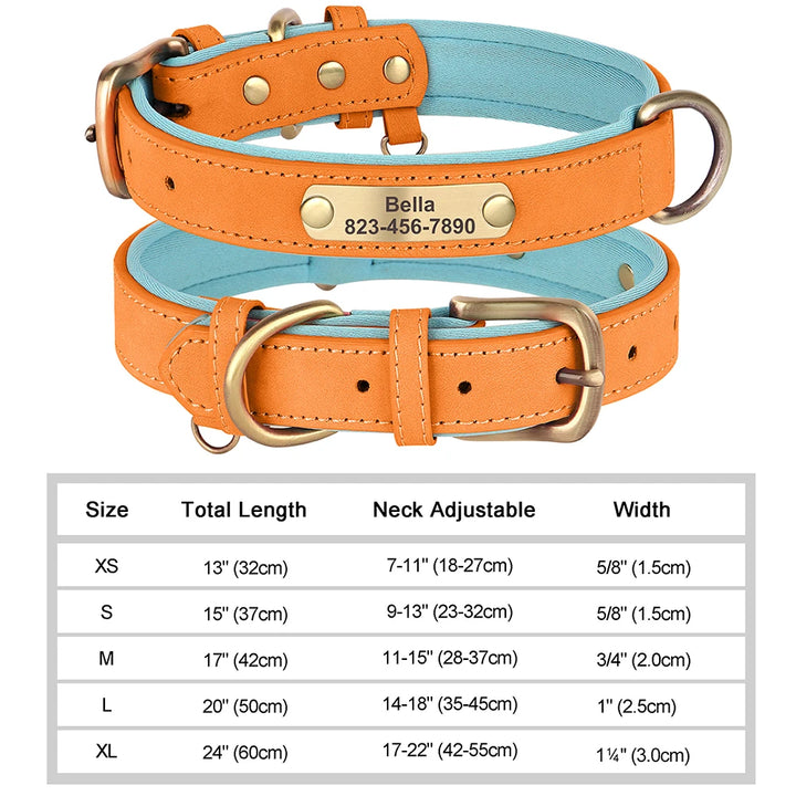 Two orange dog collars with a light blue strap, one engraved with 'Bella' and phone number, on a white background with size chart.