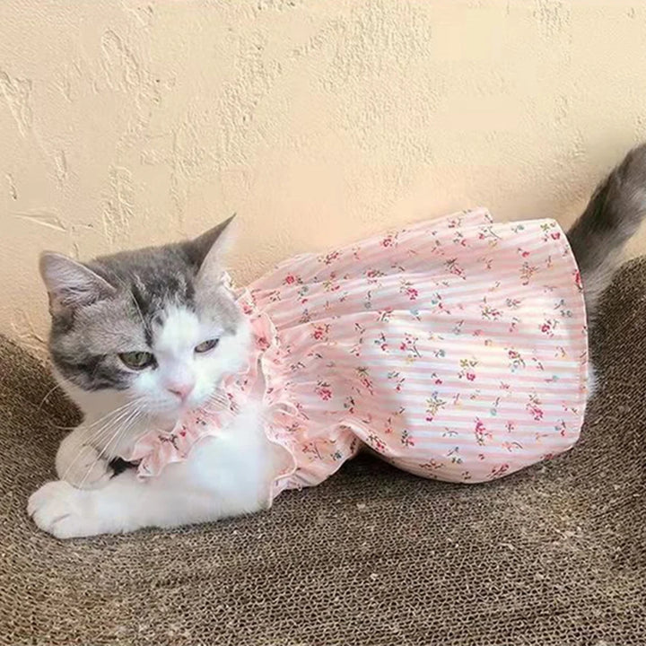 Cat wearing a pink floral dress on a beige background