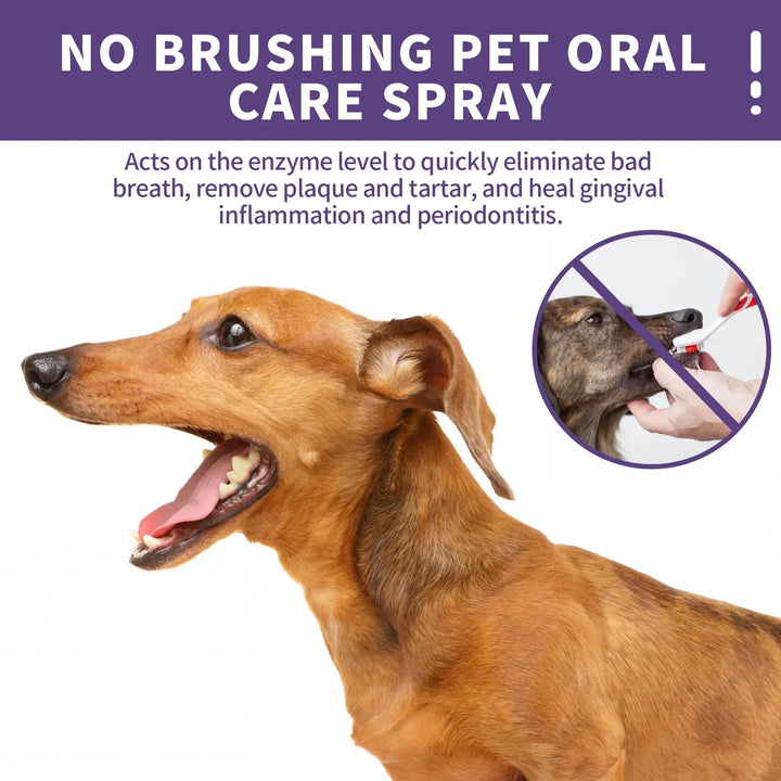 Dog with open mouth, showing teeth,  for pet oral care spray 