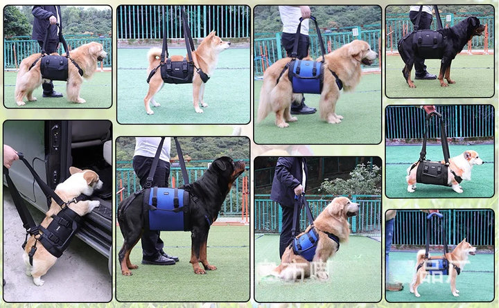 Pictures of multiple dogs being carried by a dog lifting harness