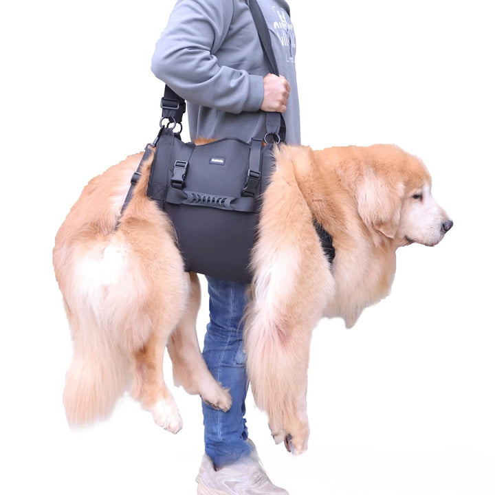 Person carrying a large dog using a  dog lifting harness