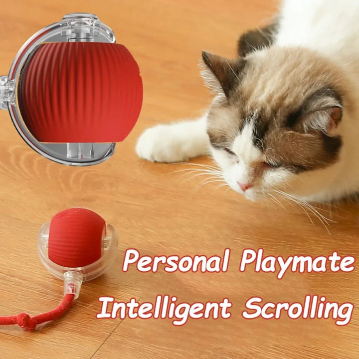 Cat interacting with Interactive cat ball toy with faux tail on the floor