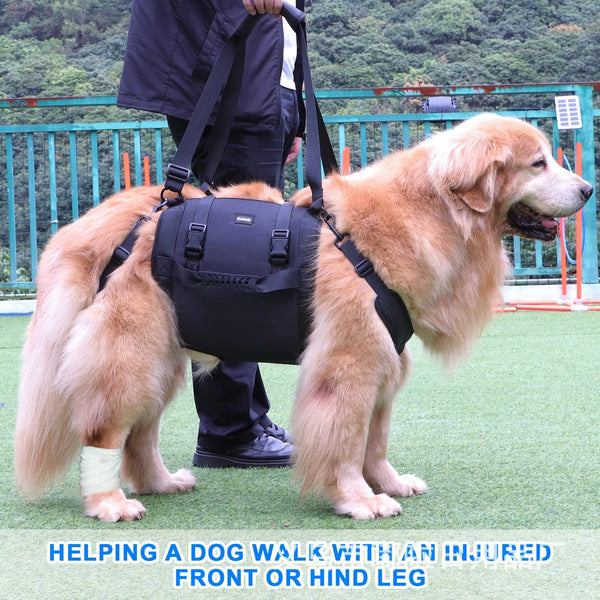 Dog wearing a support dog lifting harness with an injured leg, being walked by a person outdoors.