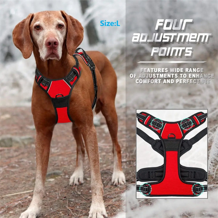Dog wearing a red no pull dog harness with four adjustment points to enhance comfort.