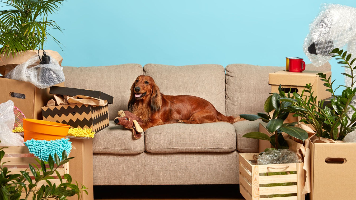 Dog lying on a beige sofa with boxes and plants around